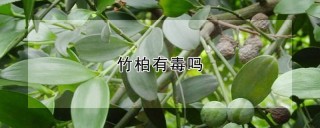 竹柏有毒吗,第1图