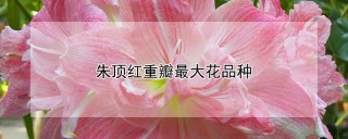 朱顶红重瓣最大花品种,第1图