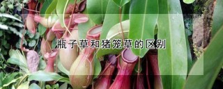 瓶子草和猪笼草的区别,第1图