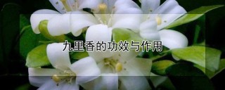 九里香的功效与作用,第1图