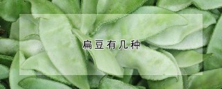 扁豆有几种,第1图