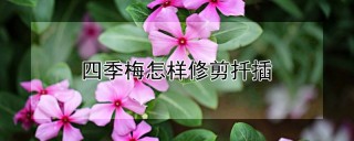 四季梅怎样修剪扦插,第1图