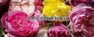 永生花的寓意和象征,第1图