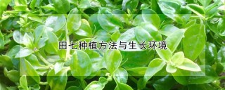 田七种植方法与生长环境,第1图