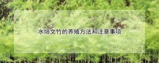 水培文竹的养殖方法和注意事项,第1图