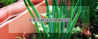 大葱花种球的种植时间,第1图