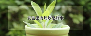 花盆里有蚂蚁是好事,第1图