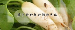 萝卜的种植时间和方法,第1图