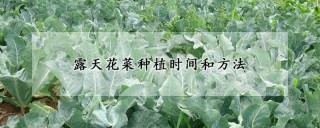 露天花菜种植时间和方法,第1图