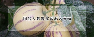 阳台人参果盆栽怎么养殖,第1图