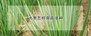 大葱怎样育苗浸种,第1图