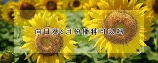 向日葵6月份播种可以吗,第1图