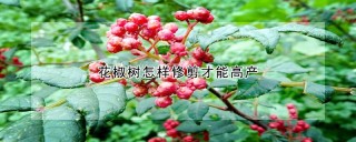 花椒树怎样修剪才能高产,第1图