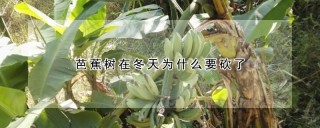 芭蕉树在冬天为什么要砍了,第1图