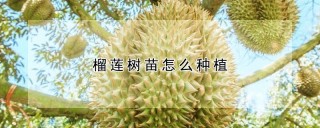 榴莲树苗怎么种植,第1图