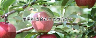 苹果树适合在什么地方生长,第1图