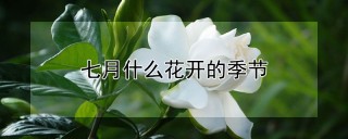 七月什么花开的季节,第1图