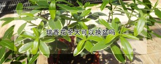 瑞香花冬天可以换盆吗,第1图