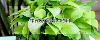 绿萝发黄是什么原因,第1图