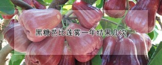 黑糖芭比莲雾一年结果几次,第1图