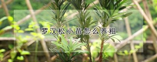 罗汉松小苗怎么养粗,第1图