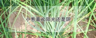 小葱喜欢阳光还是阴,第1图