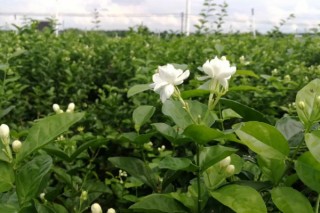 茉莉花风水 茉莉花放在家里什么位置好,第2图