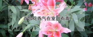 百合花香气在室内有毒,第1图