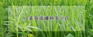 小麦每亩播种多少斤,第1图