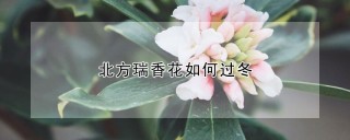 北方瑞香花如何过冬,第1图