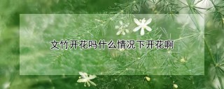 文竹开花吗什么情况下开花啊,第1图