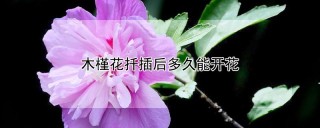 木槿花扦插后多久能开花,第1图