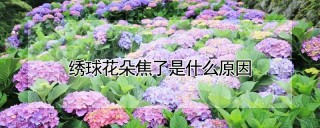 绣球花朵焦了是什么原因,第1图