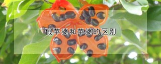 假苹婆和苹婆的区别,第1图