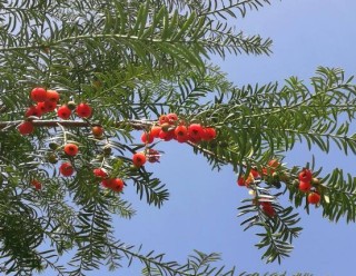 水杉与红豆杉的区别，教你三种区别方法(叶子/果子/习性),第6图