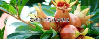 石榴叶子形状及特点,第1图