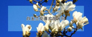 白玉兰花喜欢阳光吗,第1图