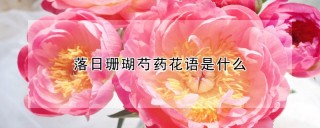 落日珊瑚芍药花语是什么,第1图