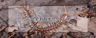 花盆里有蜈蚣怎么去除,第1图