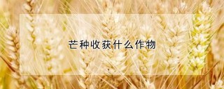 芒种收获什么作物,第1图