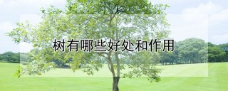 树有哪些好处和作用,第1图