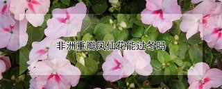 非洲重瓣凤仙花能过冬吗,第1图