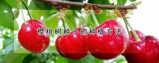 樱桃树种子的种植方法,第1图