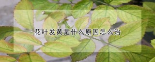 花叶发黄是什么原因怎么治,第1图