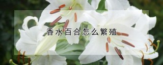 香水百合怎么繁殖,第1图