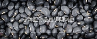 怎样区分黑豆和黑黄豆,第1图