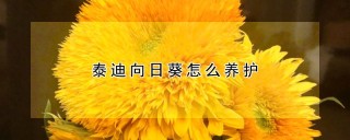 泰迪向日葵怎么养护,第1图