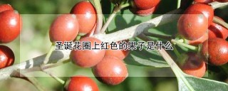 圣诞花圈上红色的果子是什么,第1图