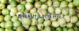 青梅树什么时候开花,第1图