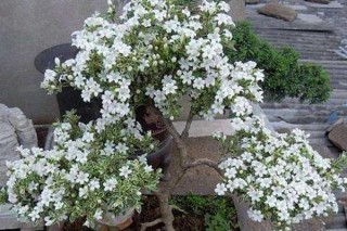 六月雪开花时间，每年的5-7月开花（6月开的最旺）,第2图